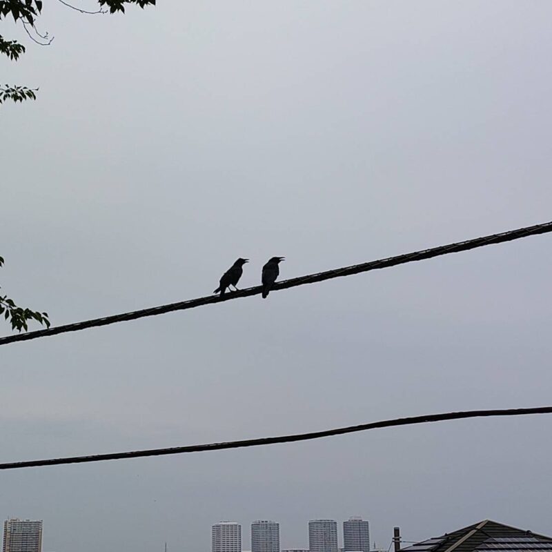 鳥の糞